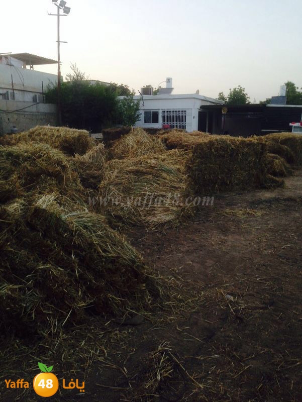 police i3teda2 lud 0527 (10).JPG